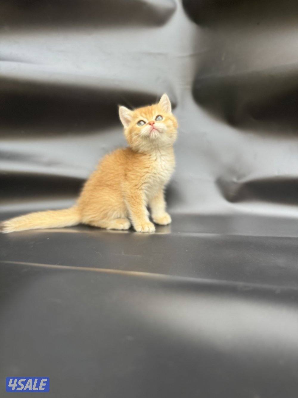 High quality British kitten1