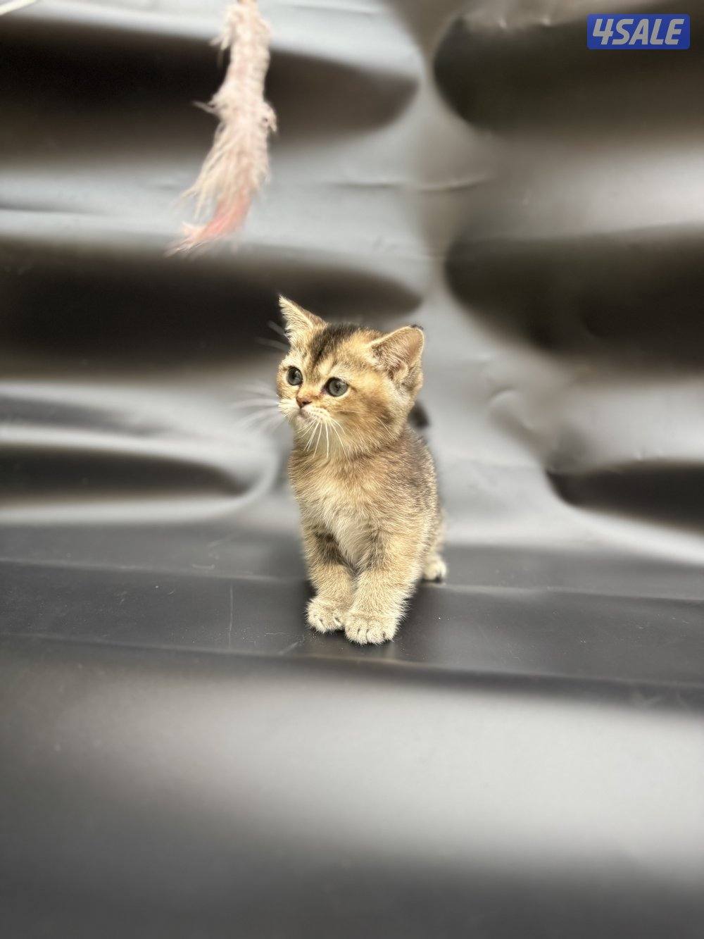 High quality British kitten2