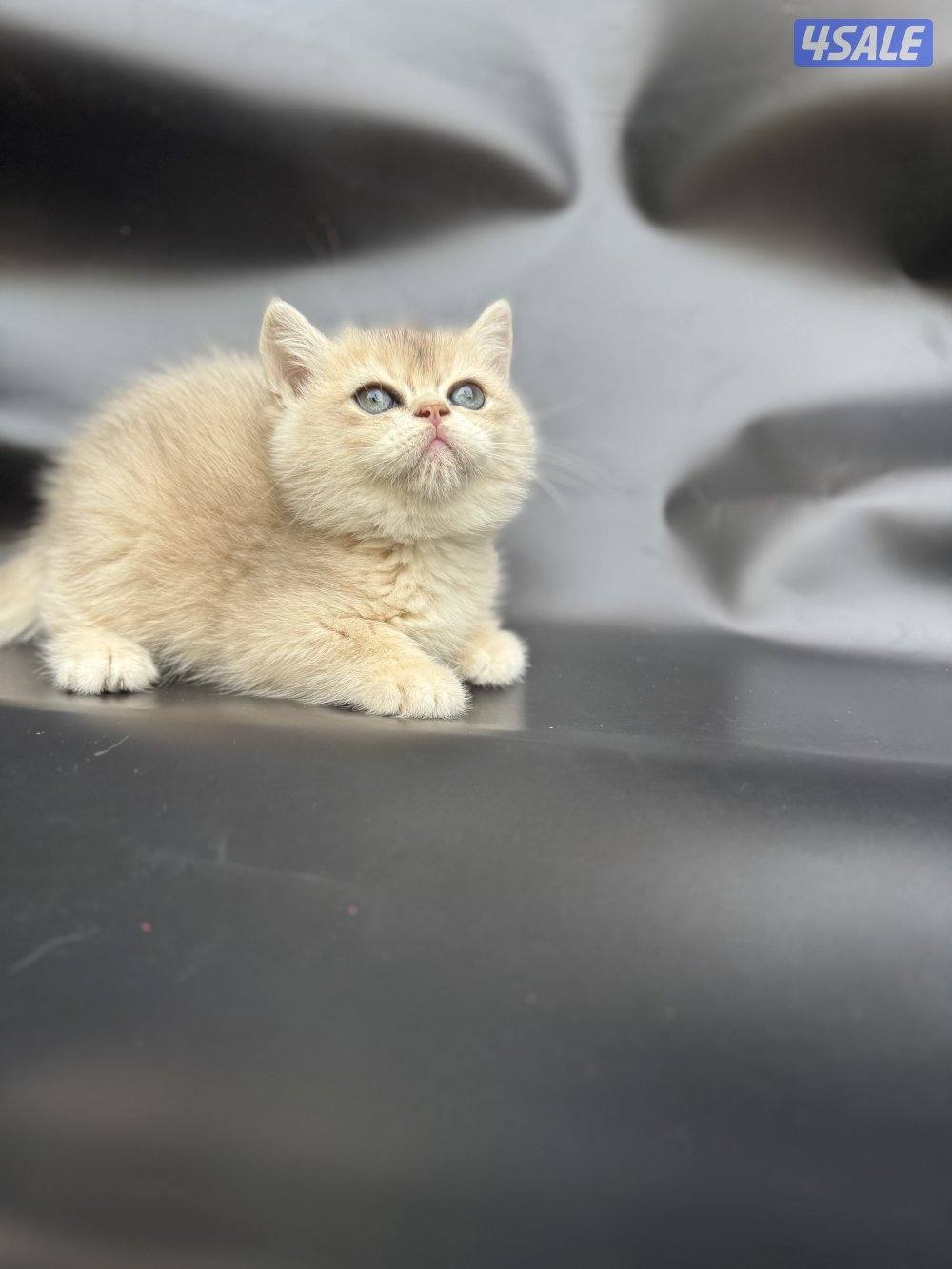 High quality British kitten3