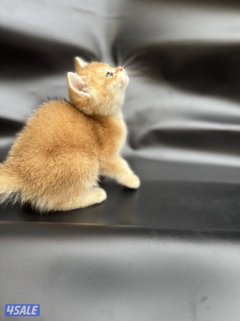 High quality British kitten4