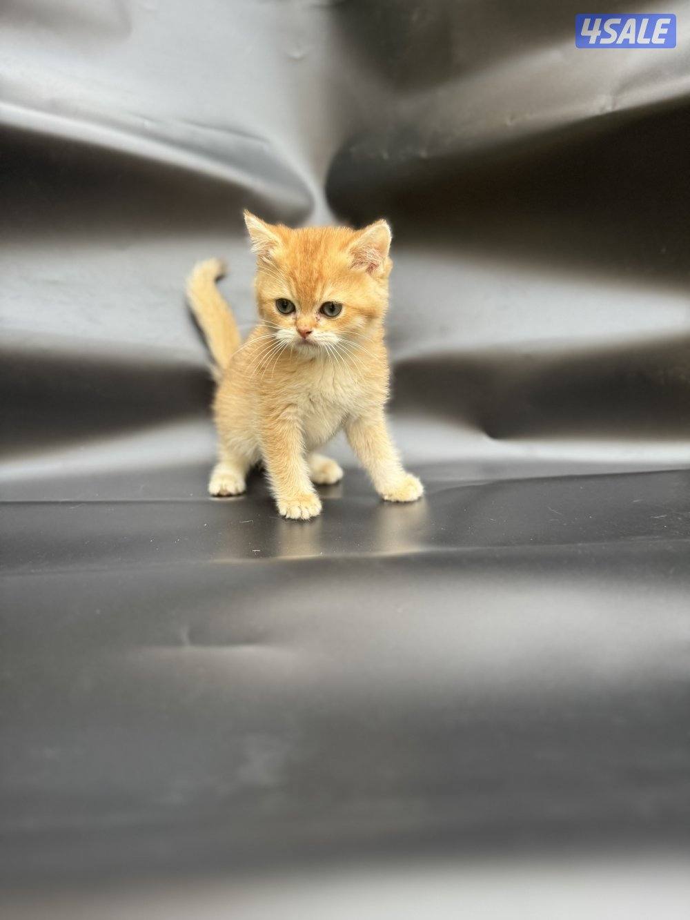 High quality British kitten6