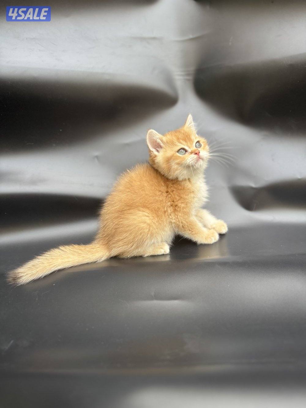 High quality British kitten7