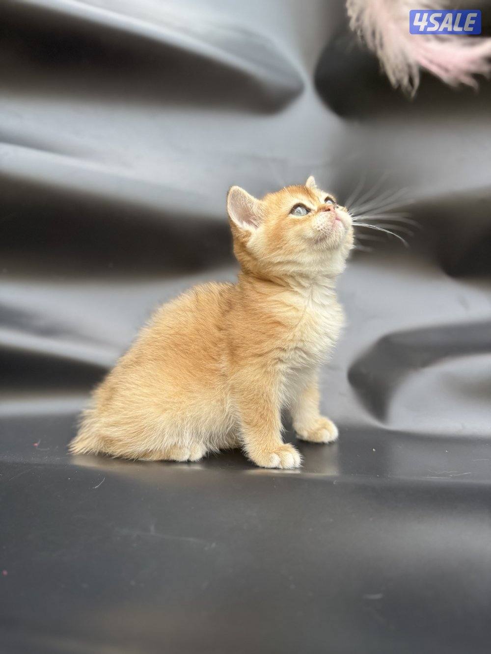 High quality British kitten8