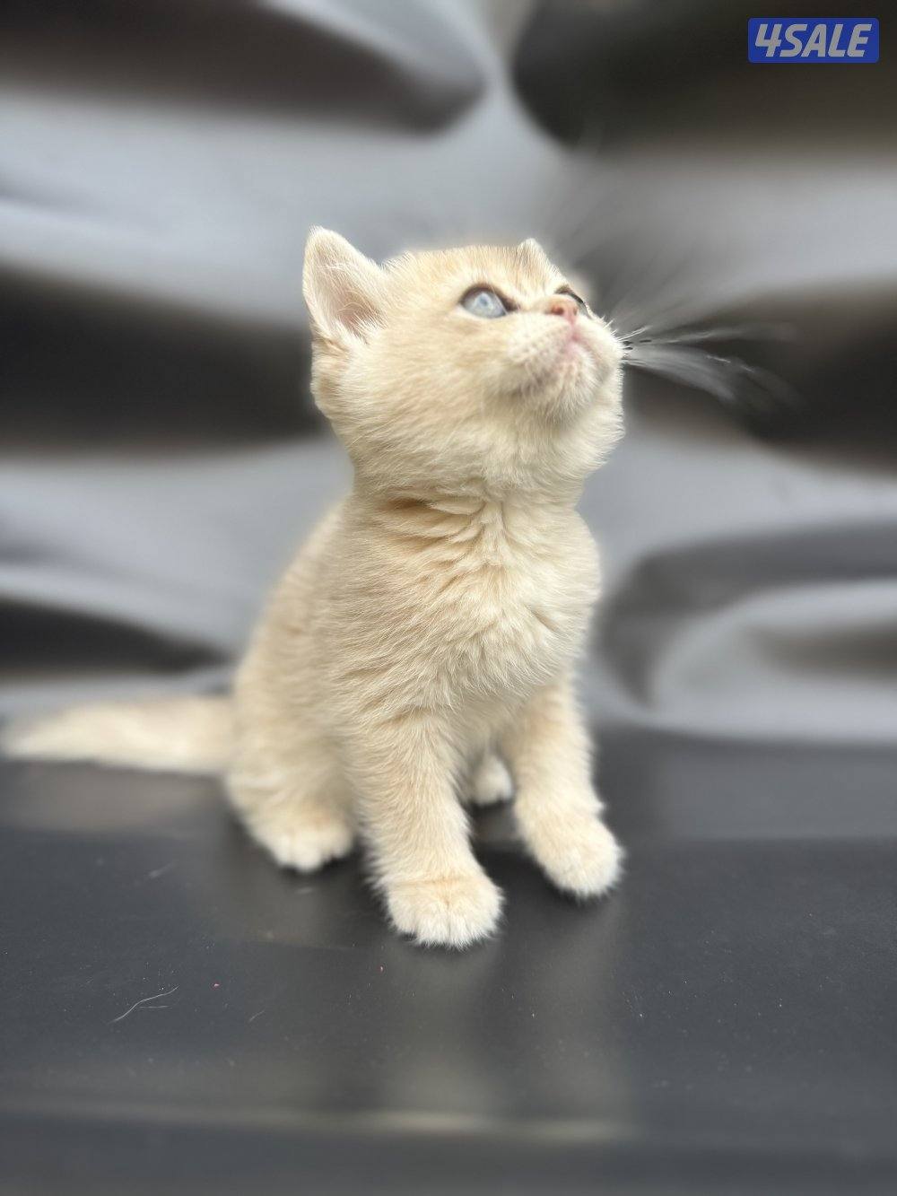 High quality British kitten9