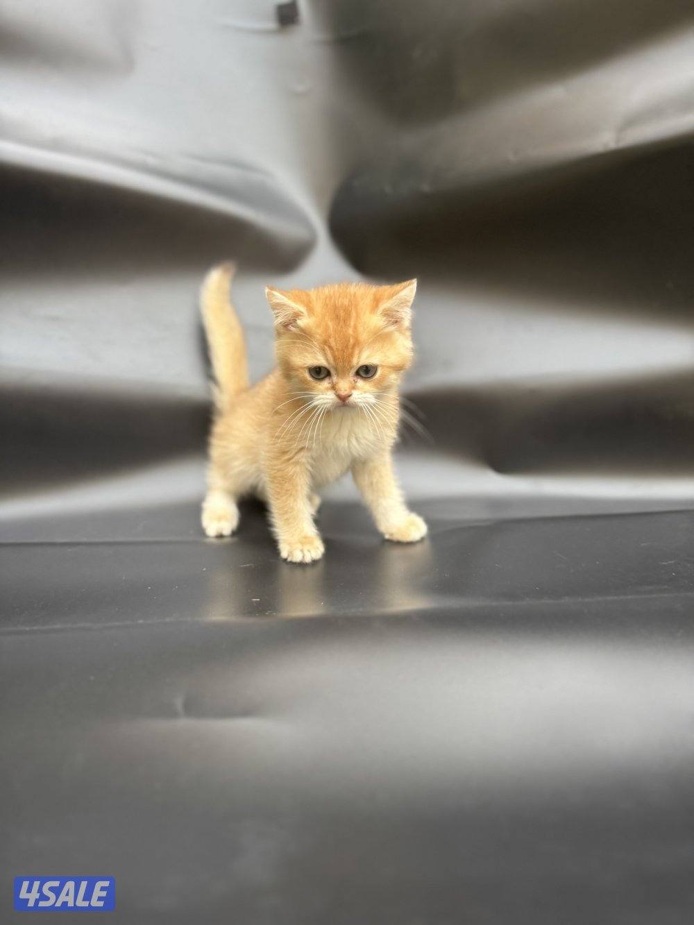 High quality British kitten10