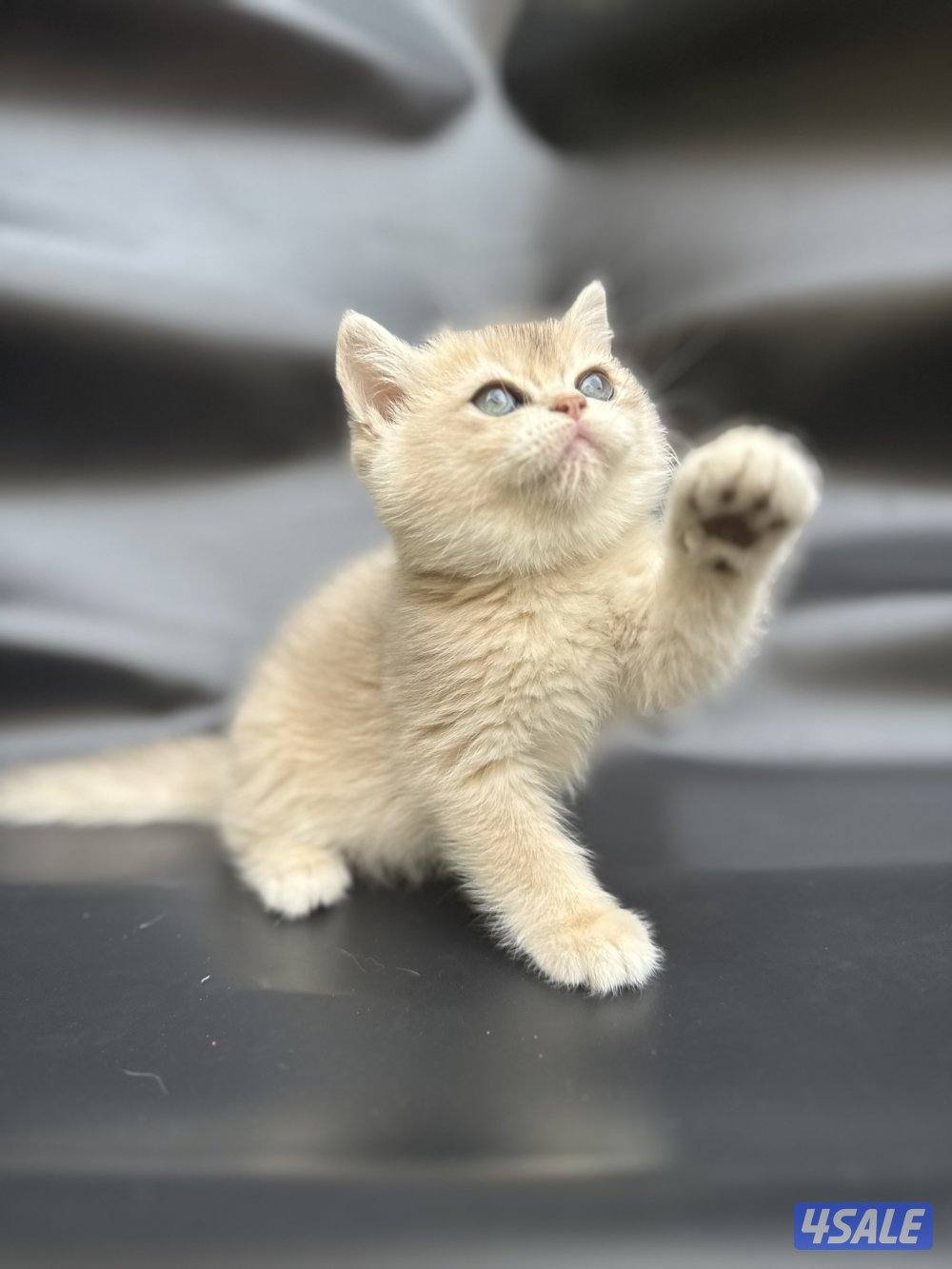 High quality British kitten0