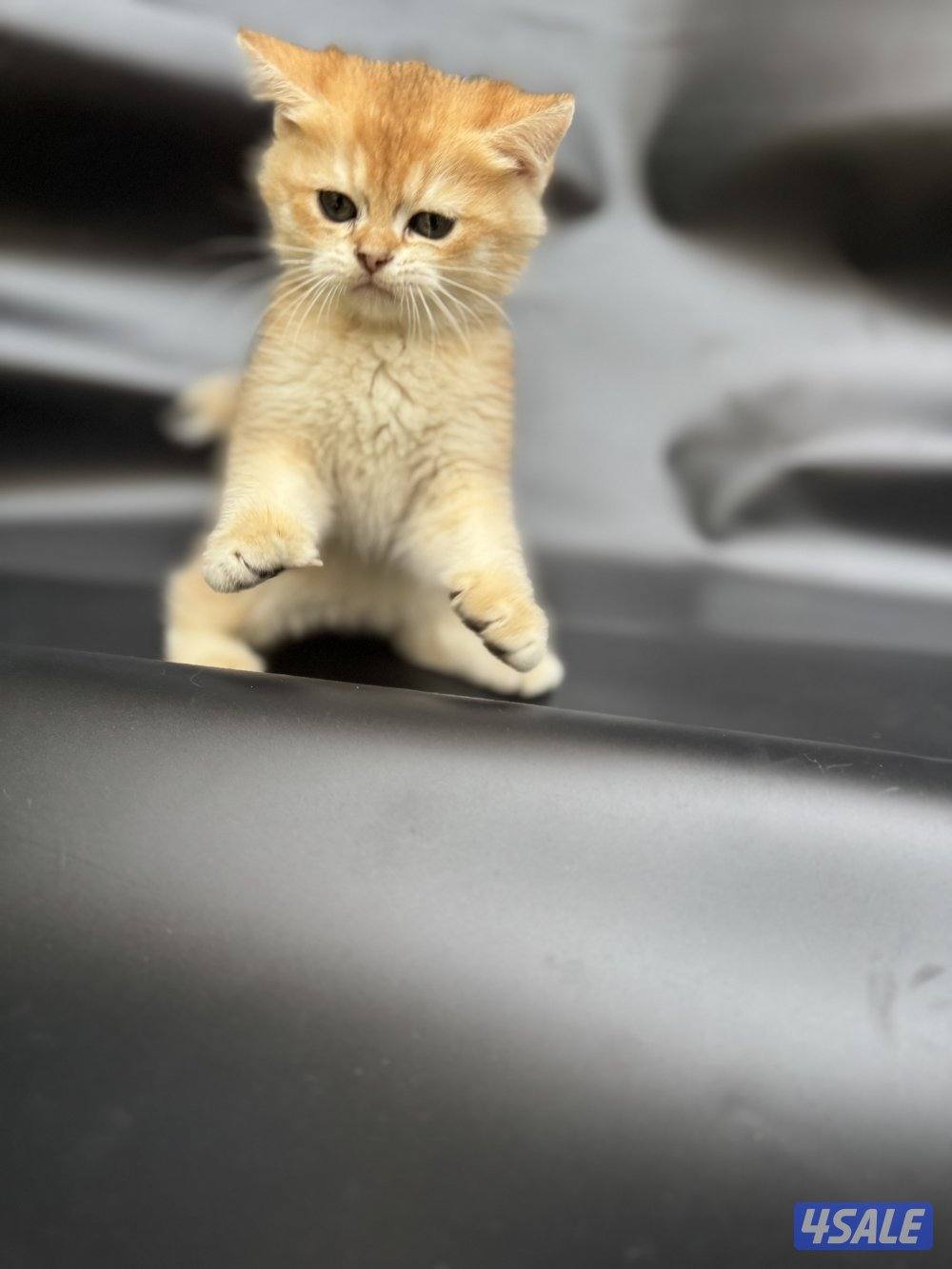 High quality British kitten11