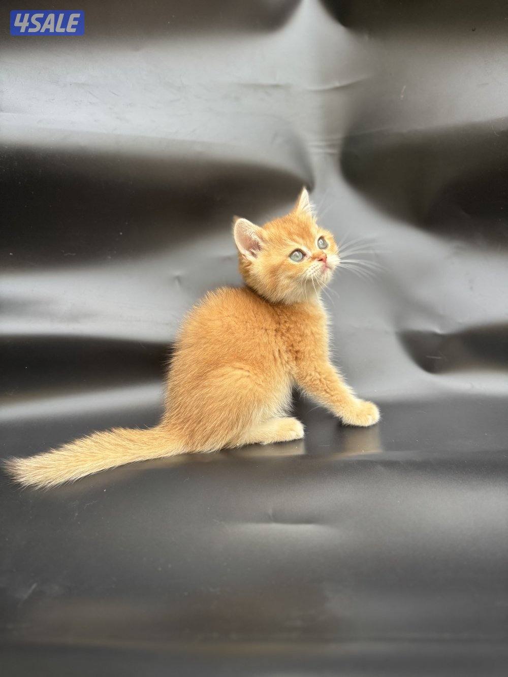 High quality British kitten12