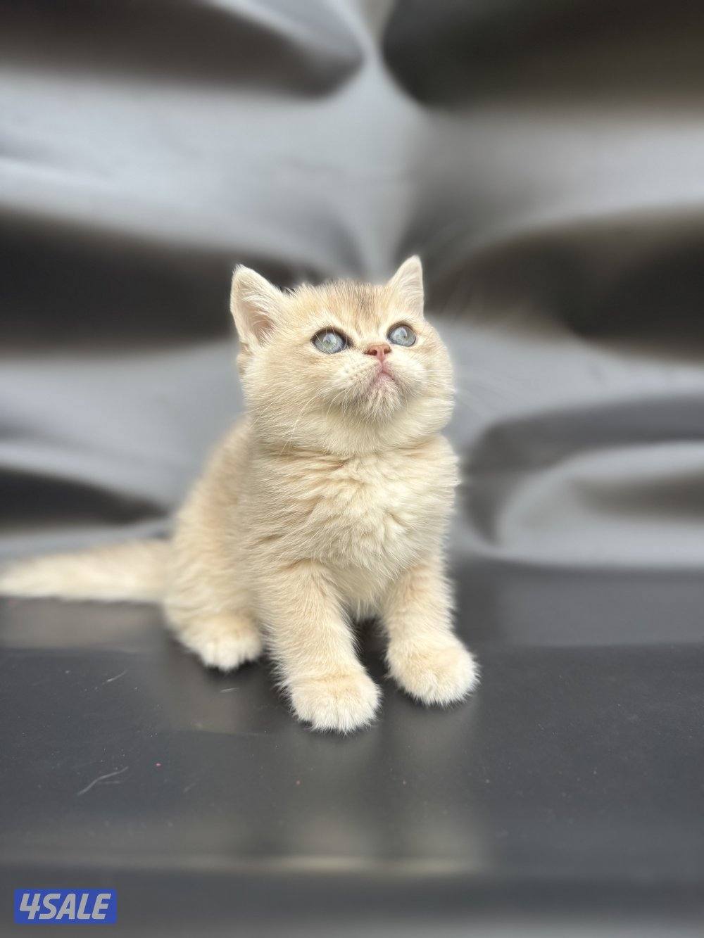 High quality British kitten13