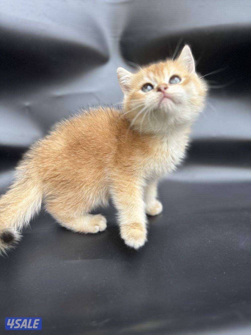 High quality British kitten14