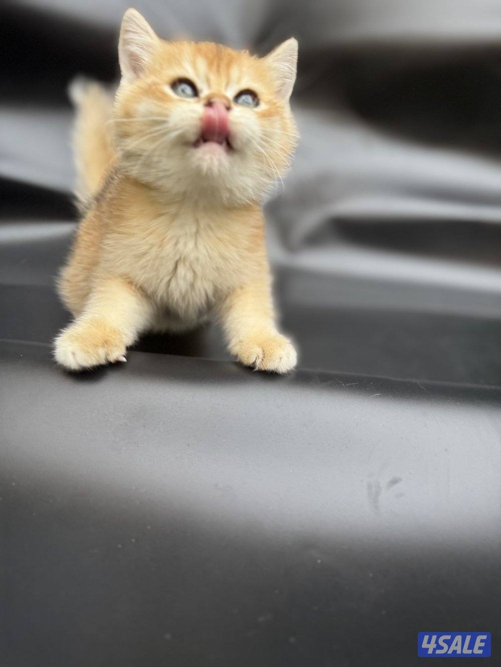 High quality British kitten15