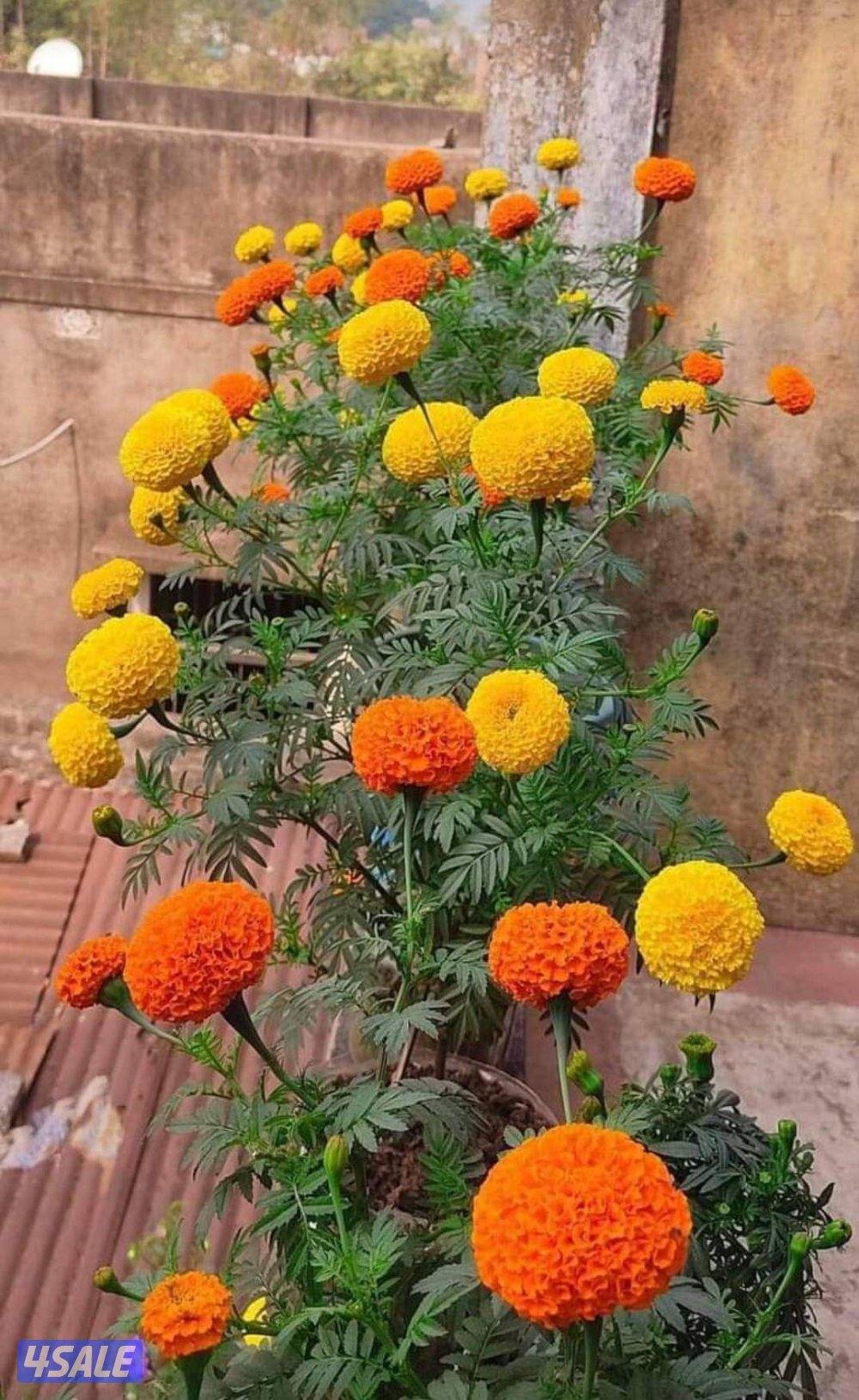 تنسيق الحدايق ابوعلي4