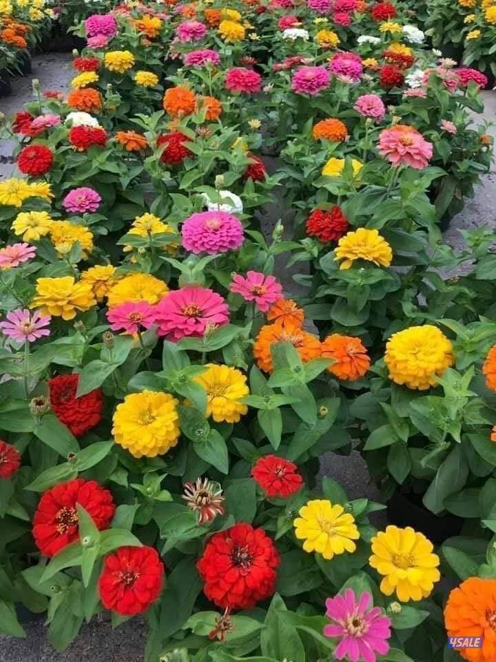 تنسيق الحدايق ابوعلي8