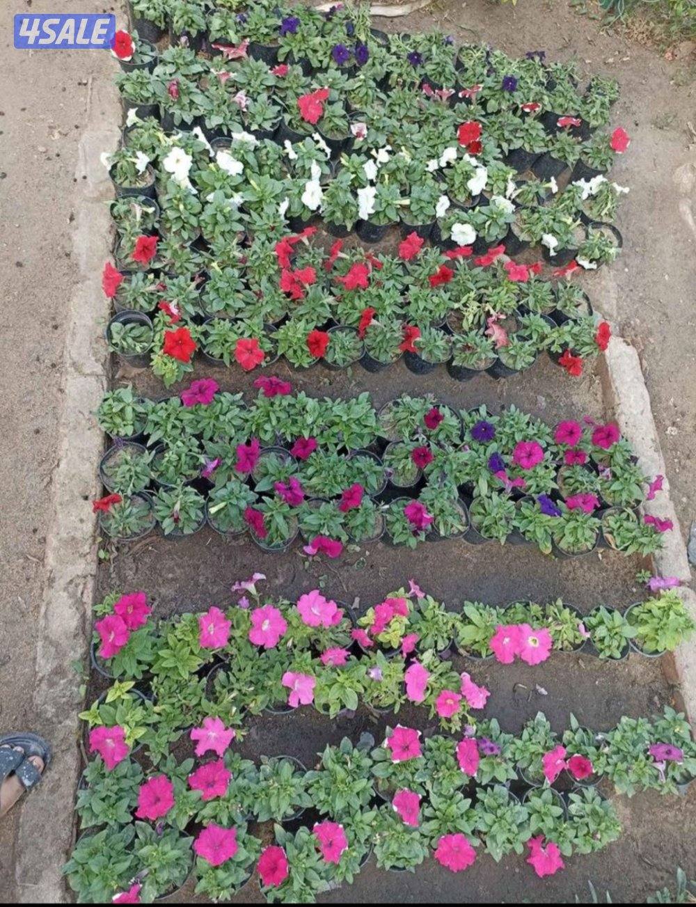 تنسيق الحدايق ابوعلي9