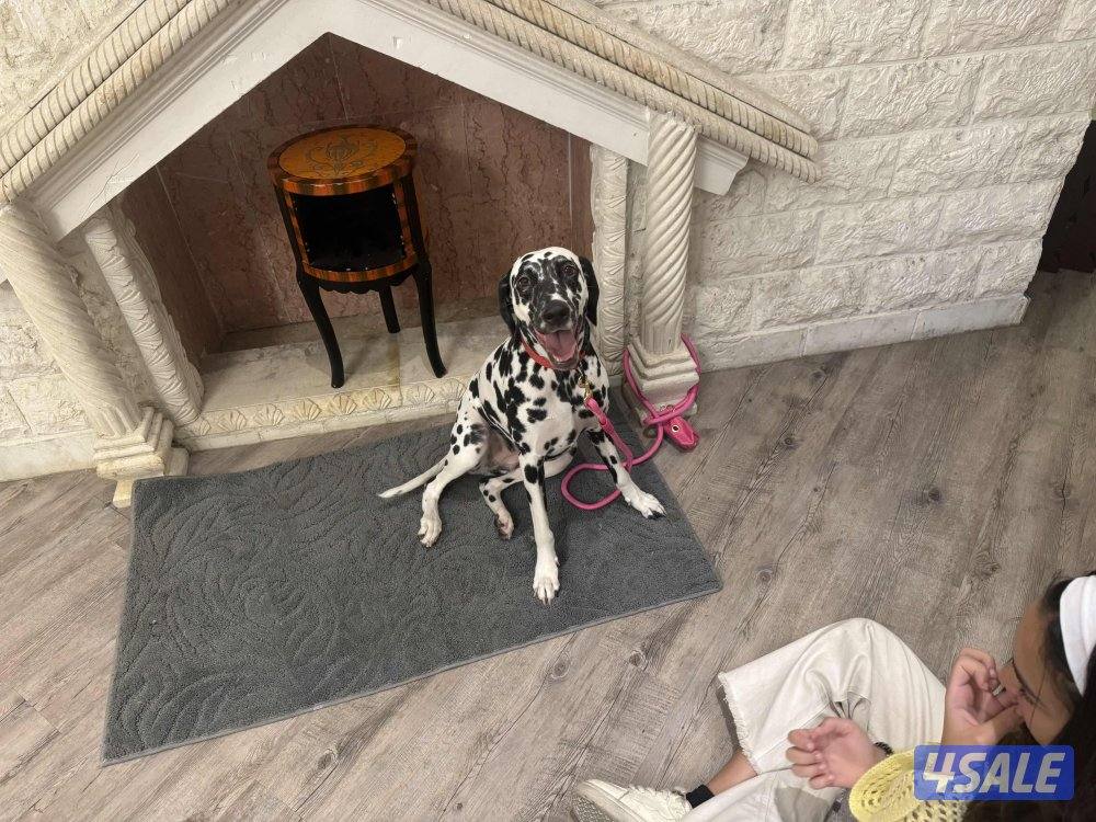 فندقه للقطط والكلاب3