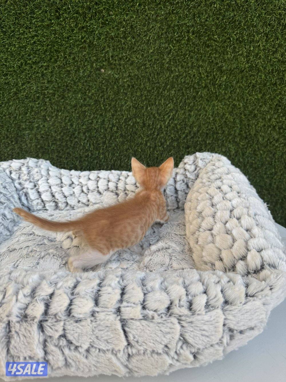 فندقه للقطط والكلاب4