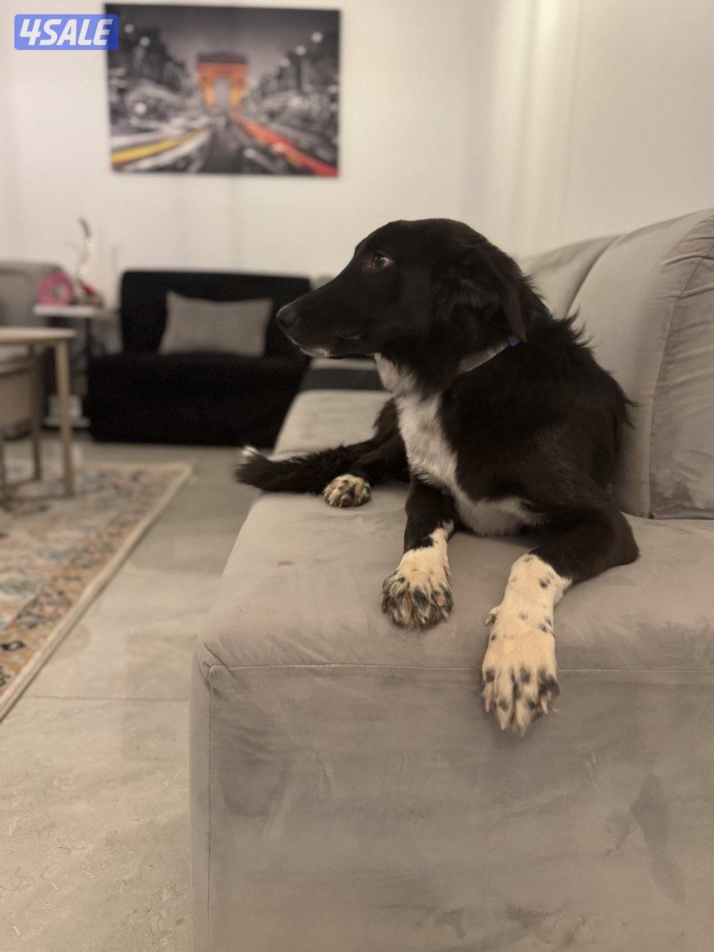 فندقه للقطط والكلاب5