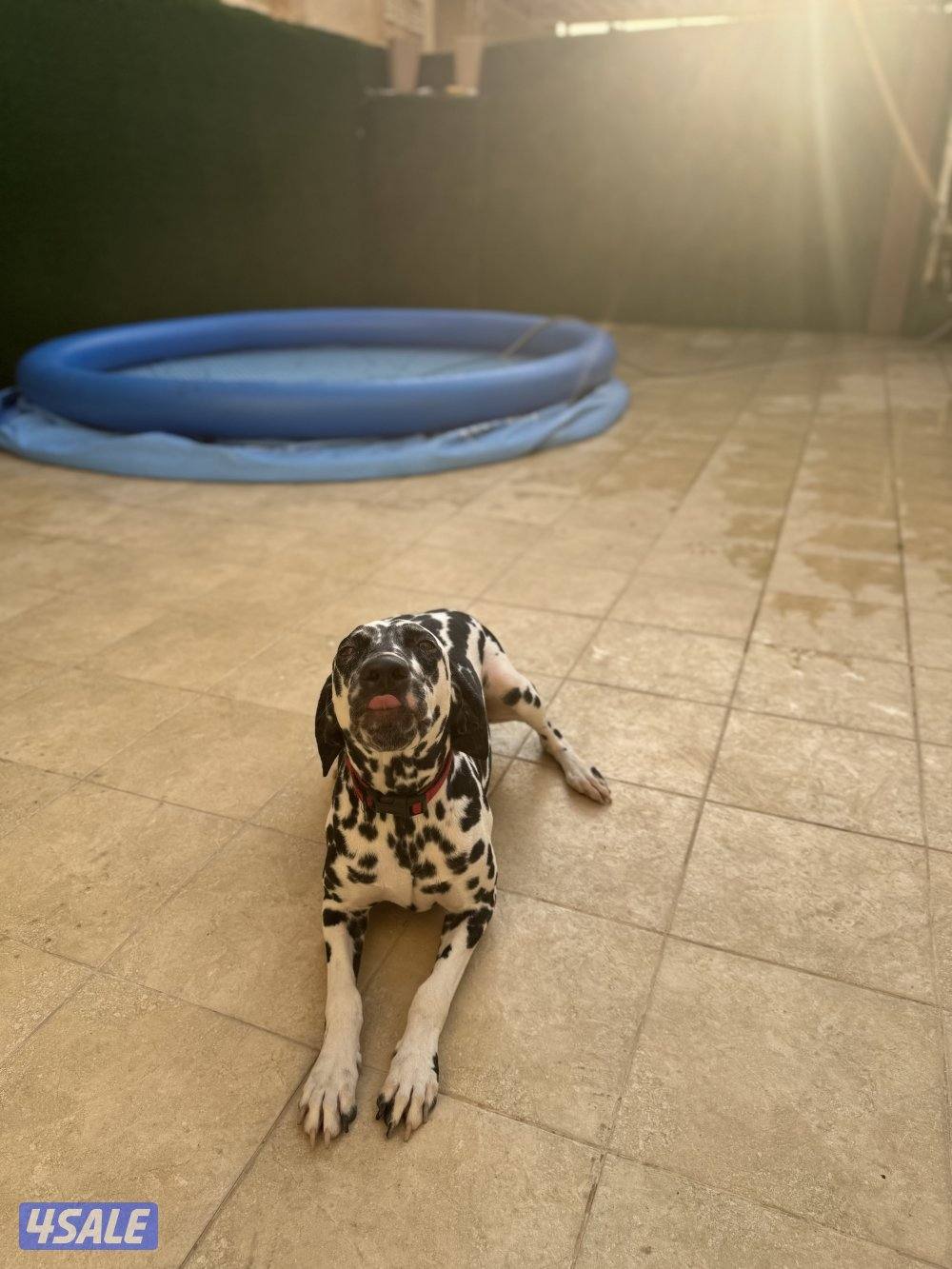 فندقه للقطط والكلاب6