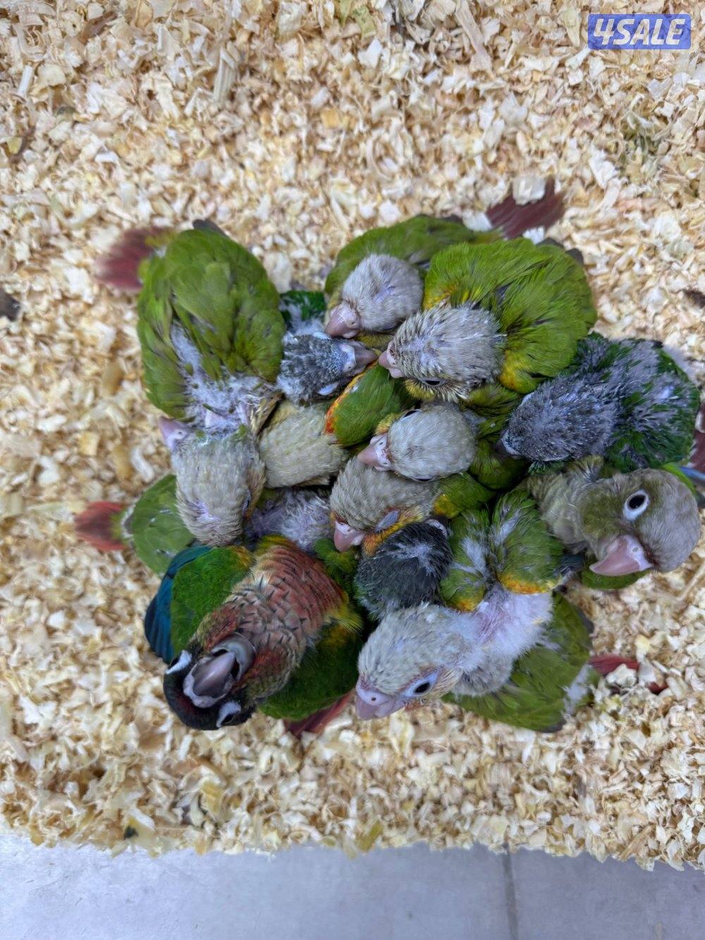 دفعة فروخ كنيور الكمية محدوده2