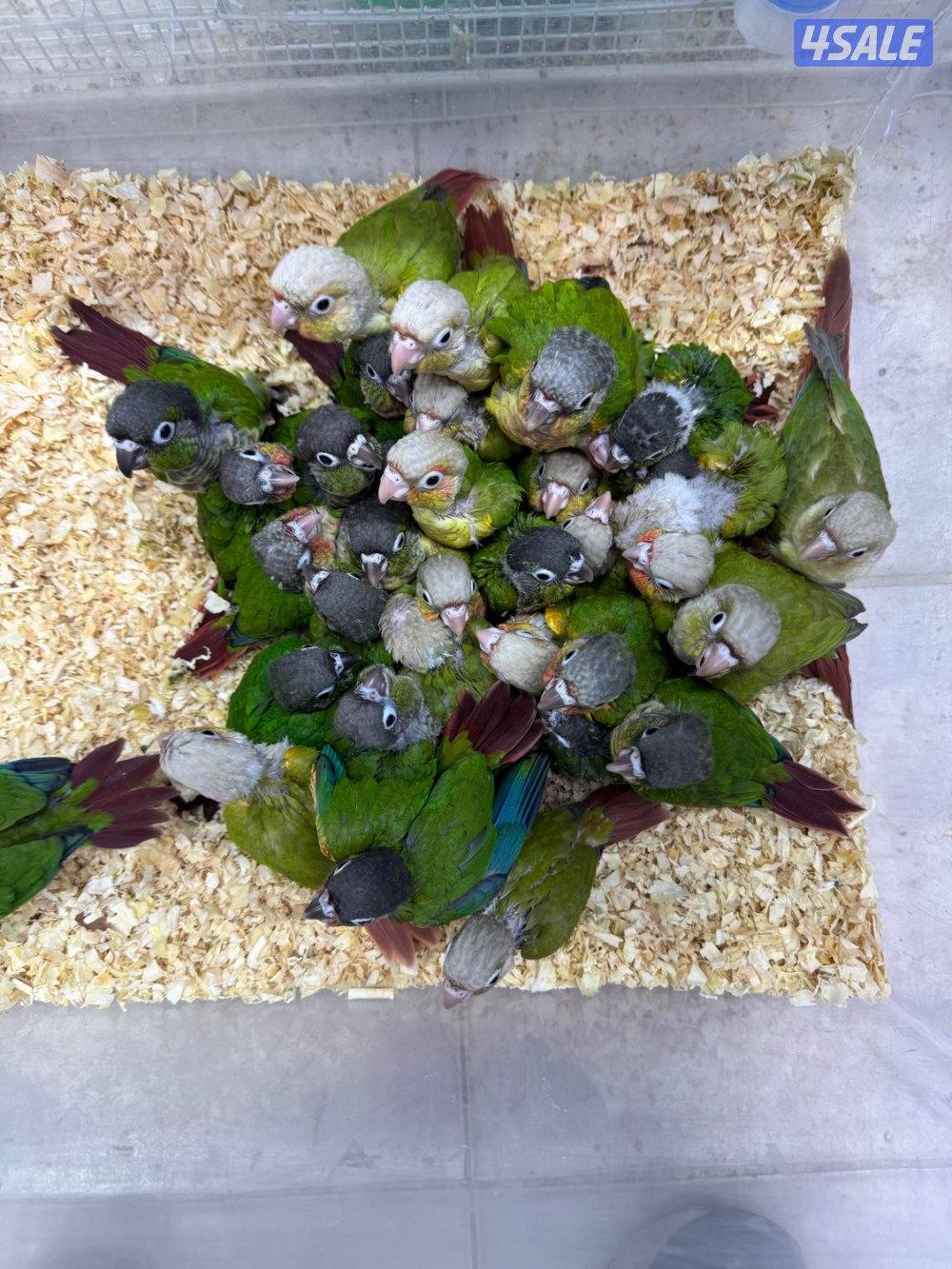 دفعة فروخ كنيور الكمية محدوده1