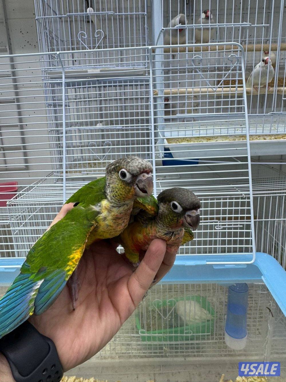 دفعة فروخ كنيور الكمية محدوده3