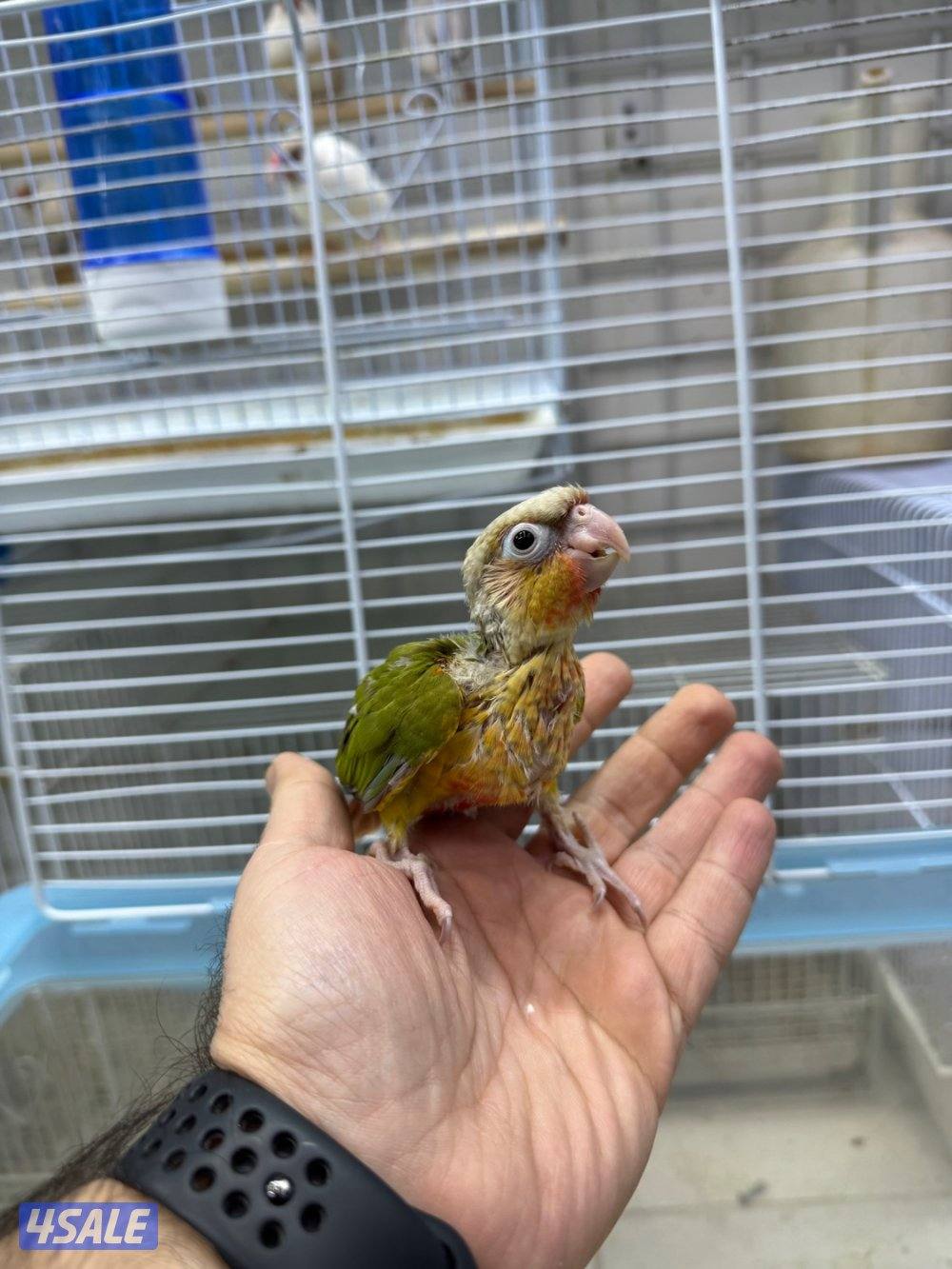 دفعة فروخ كنيور الكمية محدوده4