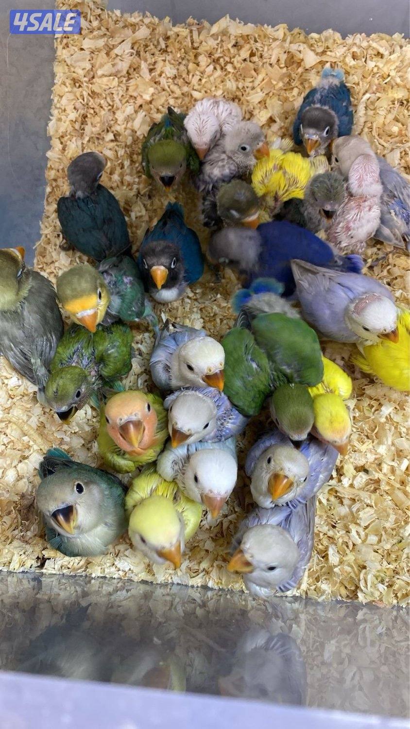 دفعة فروخ كنيور الكمية محدوده5