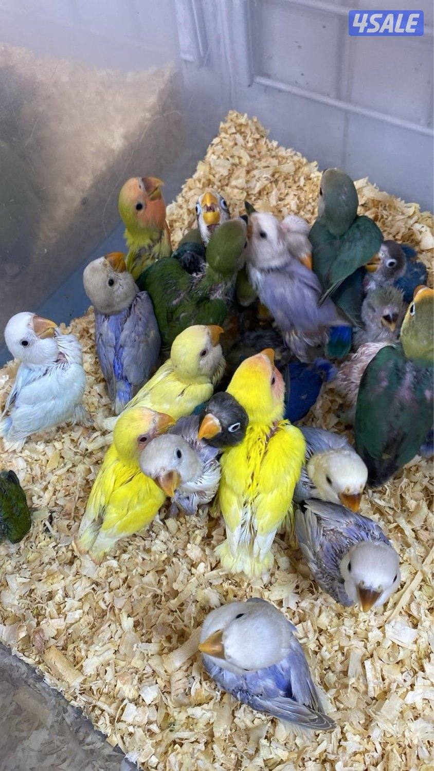 دفعة فروخ كنيور الكمية محدوده6