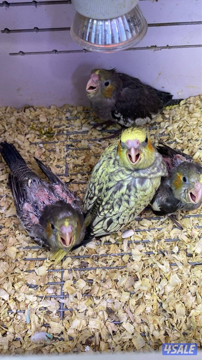 دفعة فروخ كنيور الكمية محدوده7