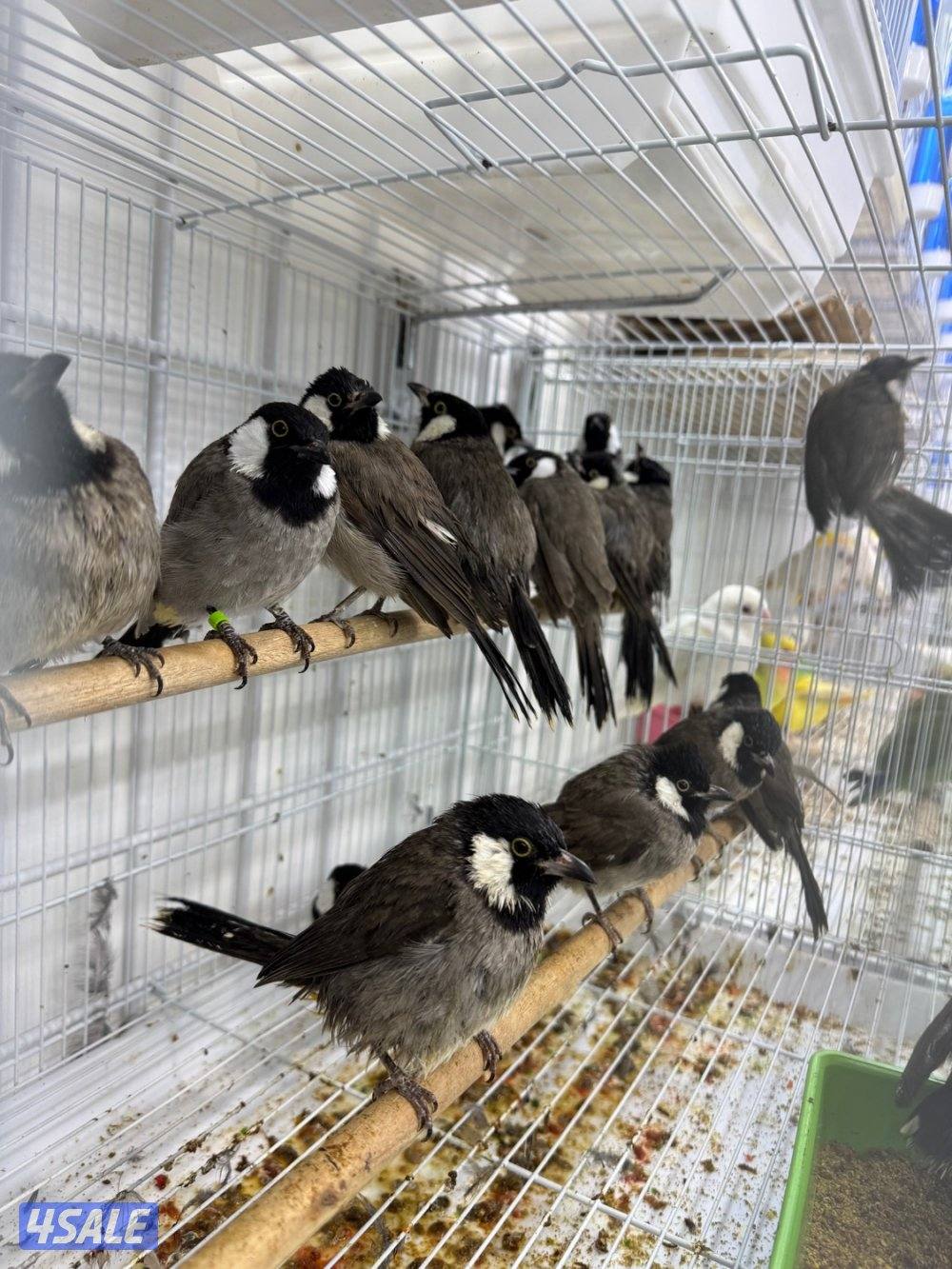 دفعة فروخ كنيور الكمية محدوده8