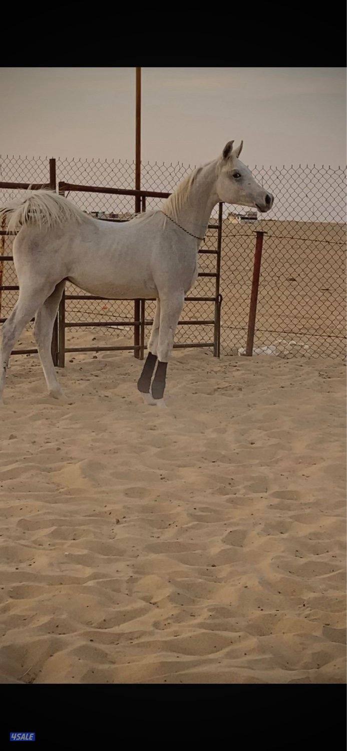 مهـر فاخـر💫0