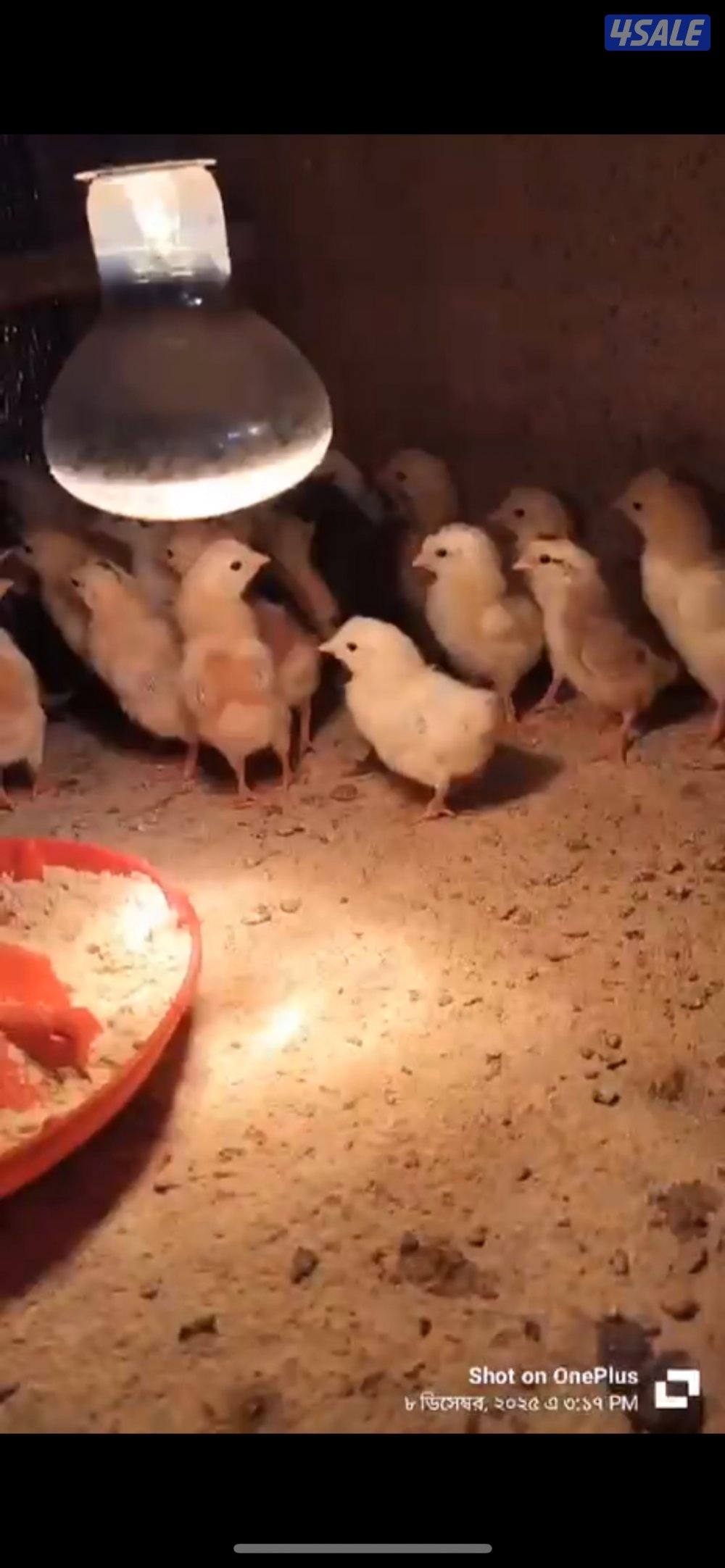 للبيع صوص عربي قديم عدد 1000