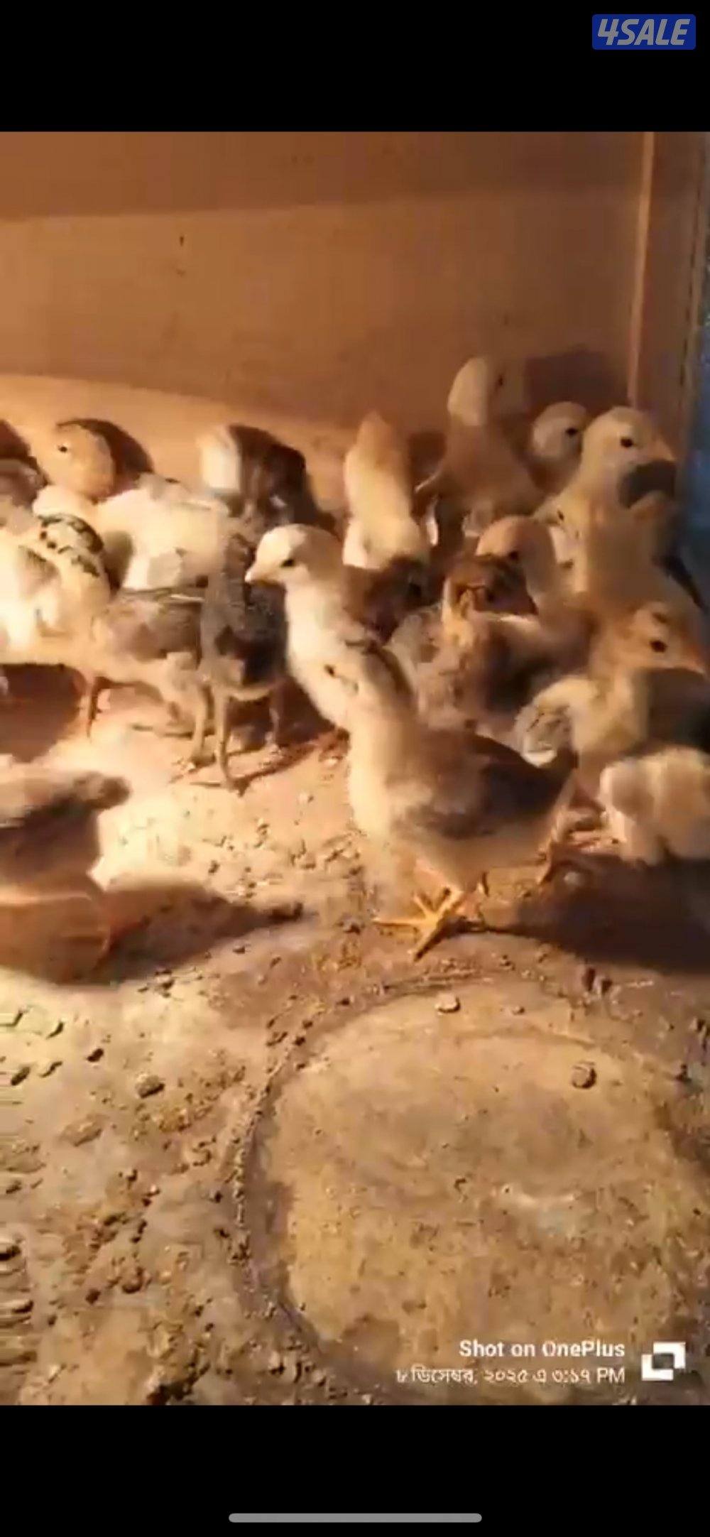 للبيع صوص عربي قديم عدد 1002