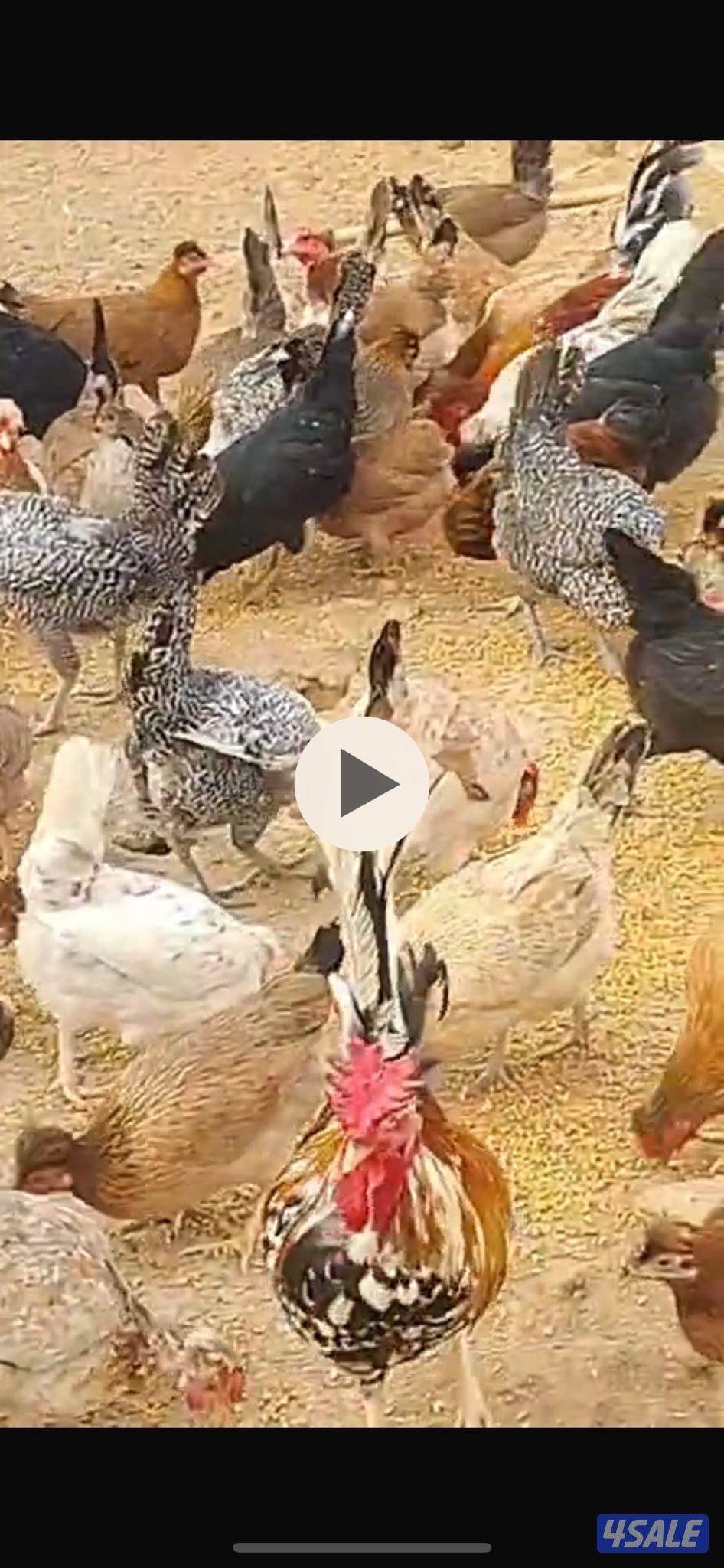 للبيع صوص عربي قديم عدد 1004