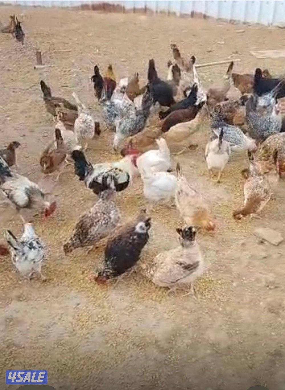 للبيع صوص عربي قديم عدد 1005