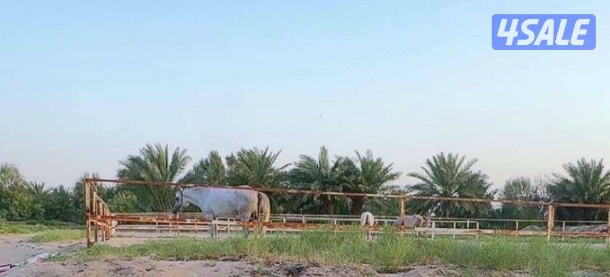 للإيجار بنجره خيل وجبتين ريئسية + وجبتين رودس + وجبتين جت مقاود 20