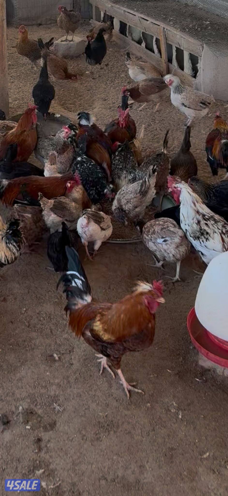 دجاج عربي قديم البيع جمله بحدود ٢٠٠0