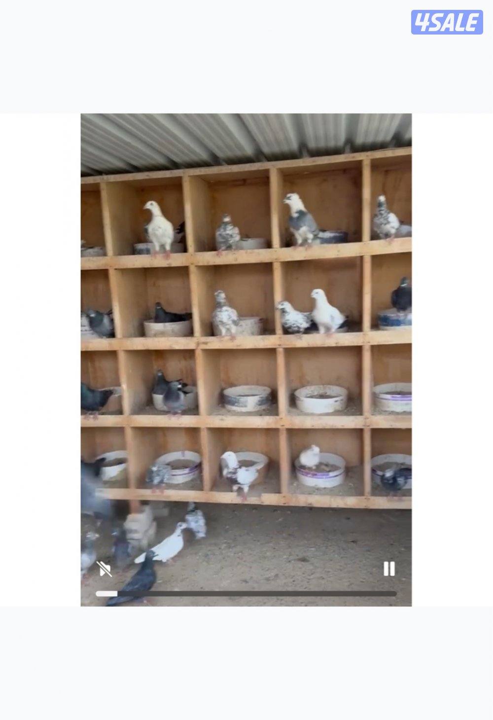 للبيع مشروع حمام كامل أكثر من 270 زوج0