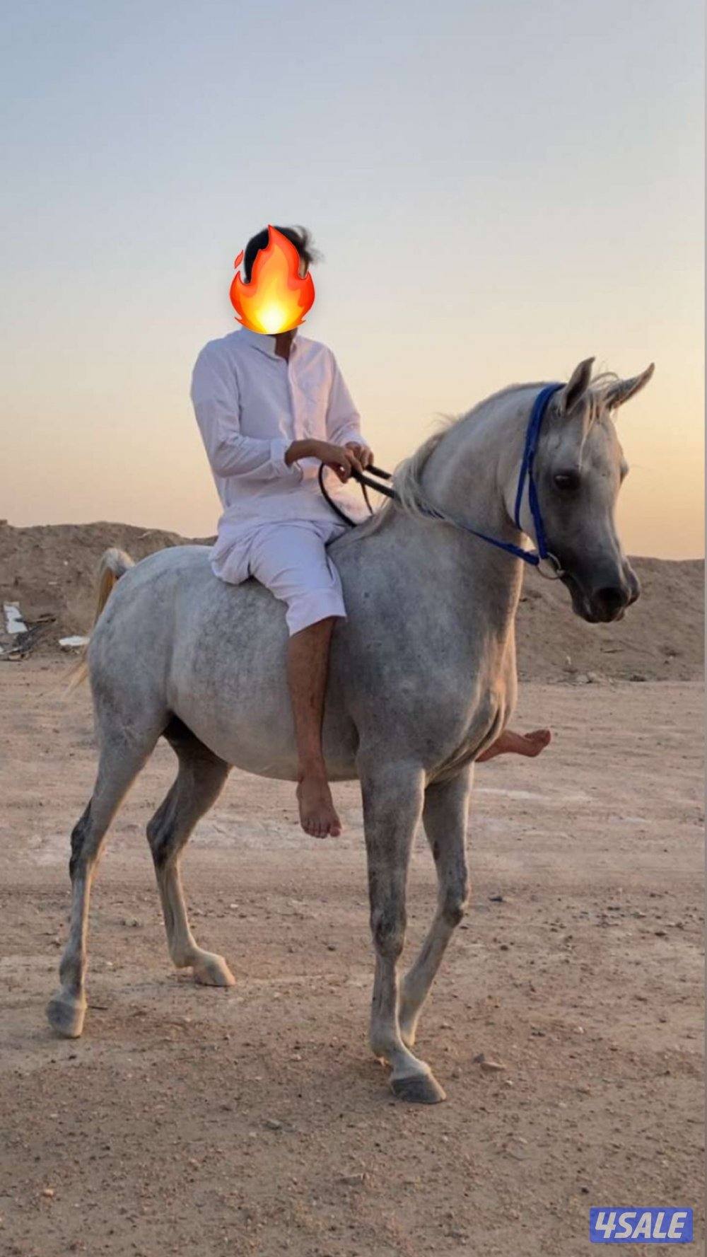 فرس واهو بوليش ( لقاح ثقيل ) العبدلي0