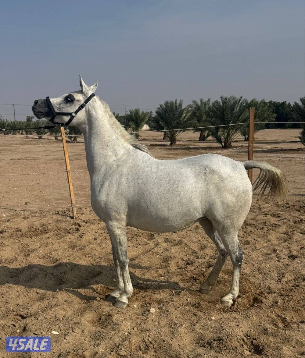 فرس واهو بوليش ( لقاح ثقيل ) العبدلي1