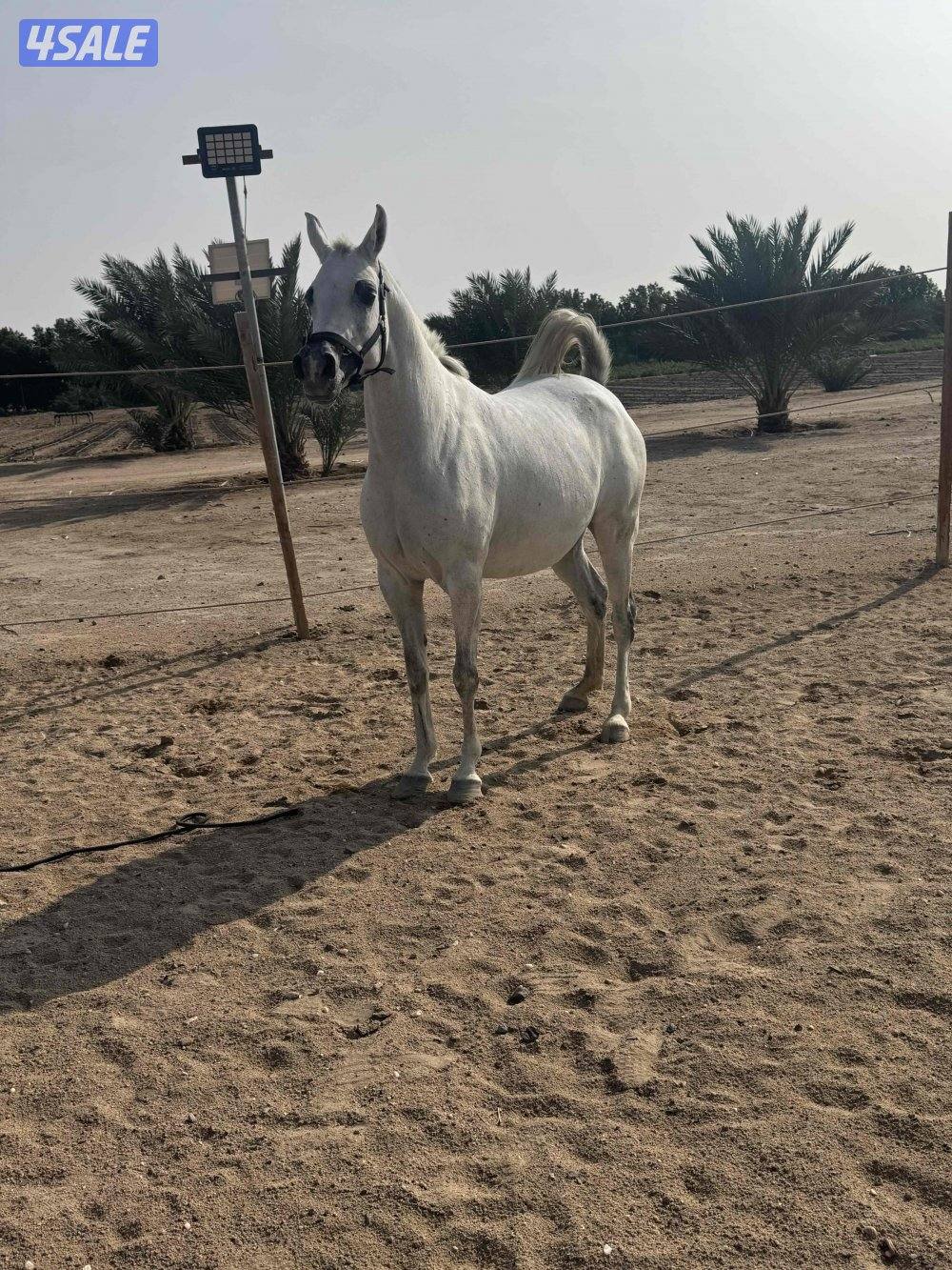 فرس واهو بوليش ( لقاح ثقيل ) العبدلي2