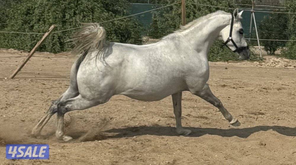 فرس واهو بوليش ( لقاح ثقيل ) العبدلي3