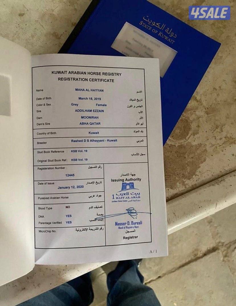 فرس واهو بوليش ( لقاح ثقيل ) العبدلي4