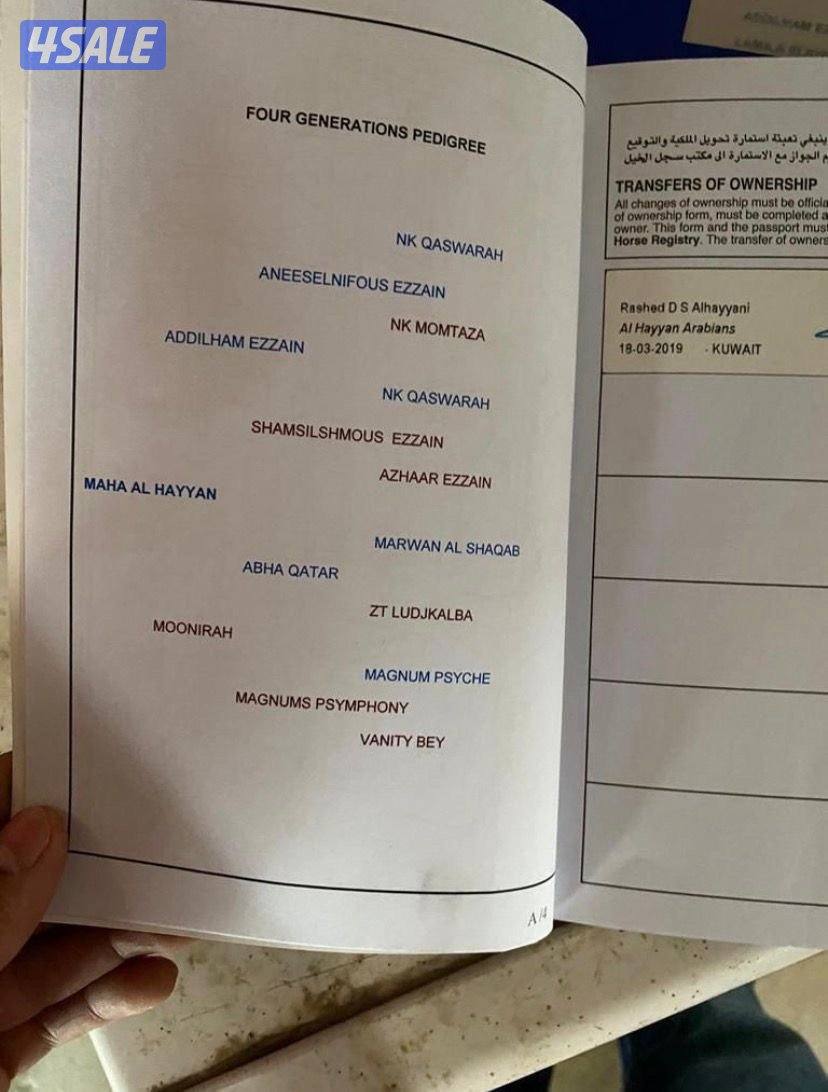 فرس واهو بوليش ( لقاح ثقيل ) العبدلي5