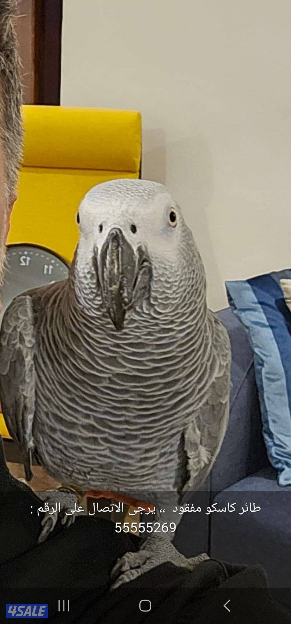 مفقود طائر كاسكو  بمنطقة حولي منذ اسبوعين0