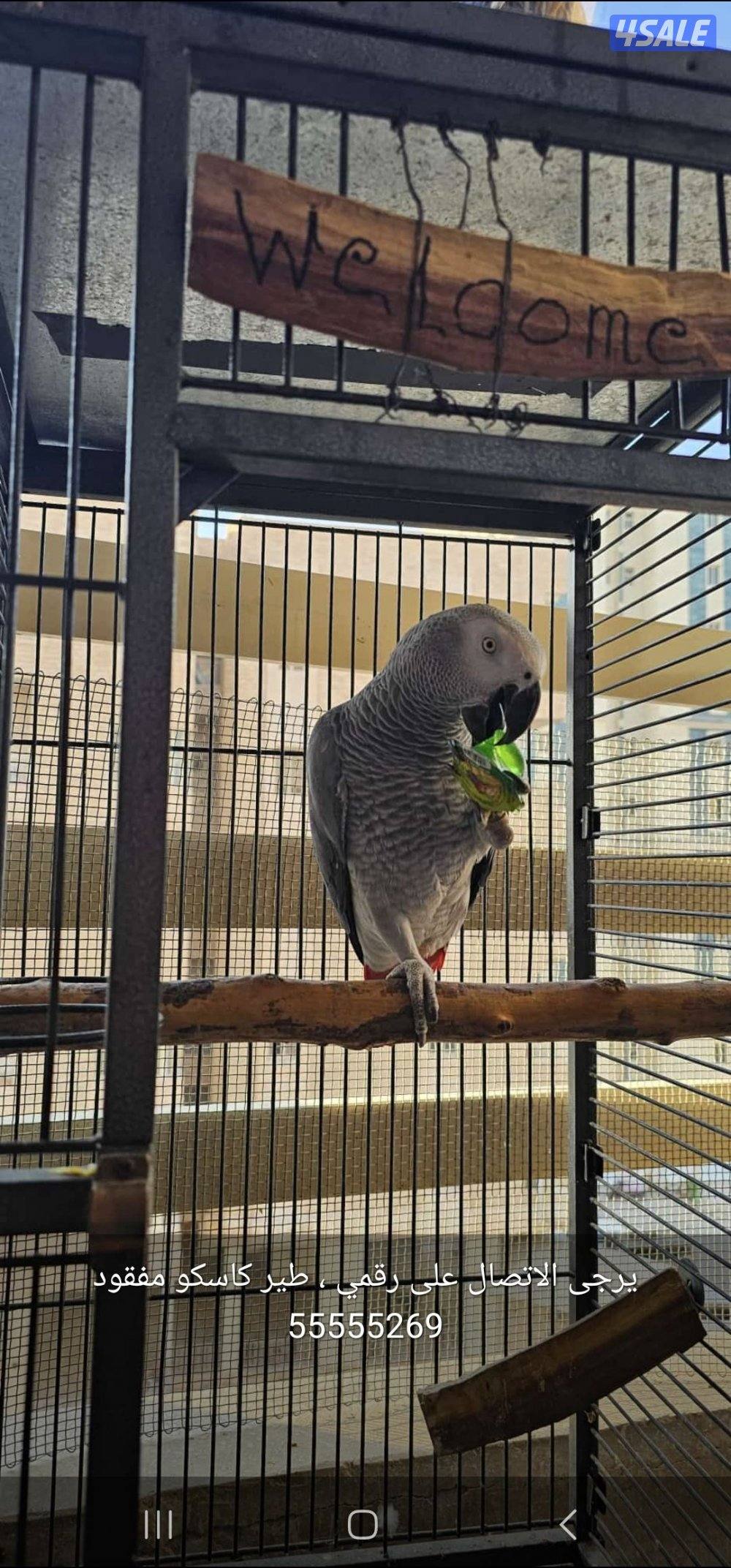 مفقود طائر كاسكو  بمنطقة حولي منذ اسبوعين1