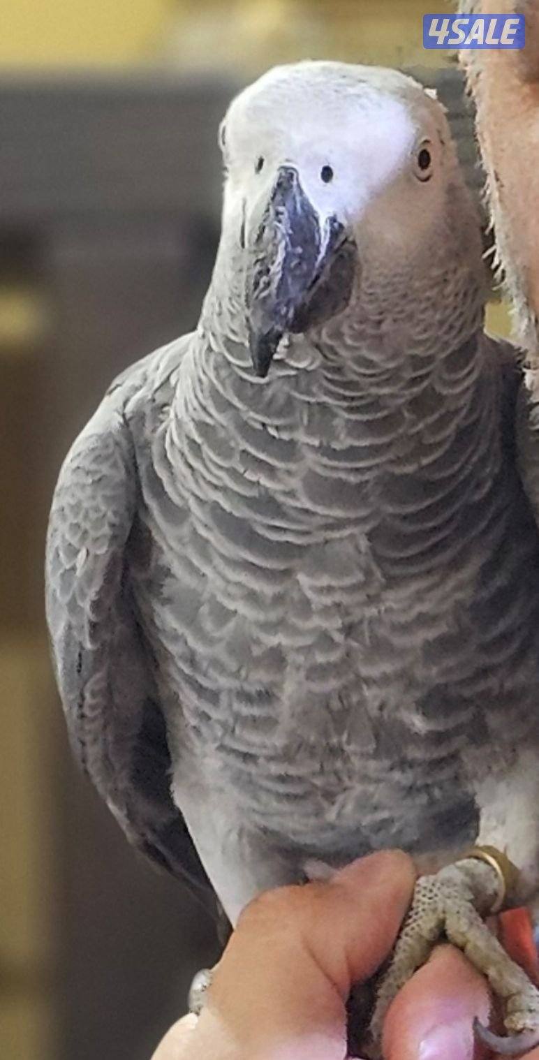 مفقود طائر كاسكو  بمنطقة حولي منذ اسبوعين2