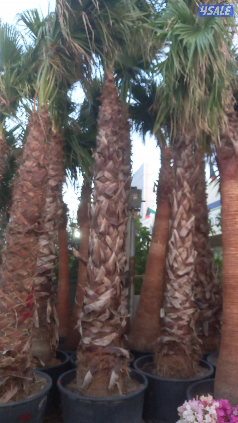 تنسيق حدائق تركيب تيل صناعي وطبيعي سور تركي8