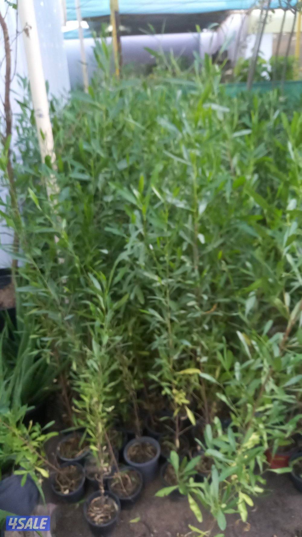 تنسيق حدائق تركيب تيل صناعي وطبيعي سور تركي9