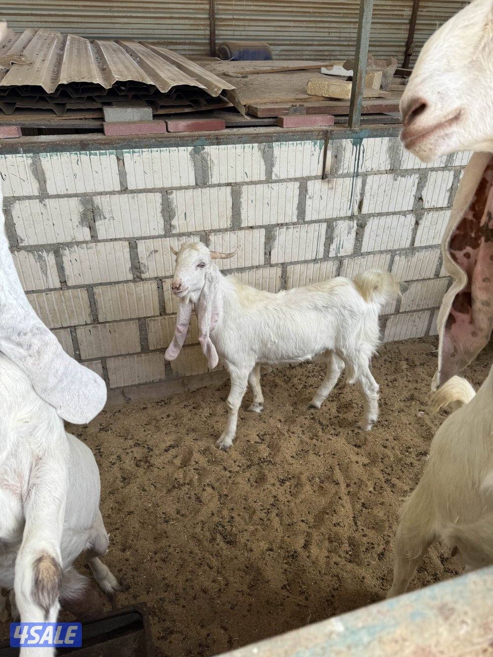 معزة ضرايب0